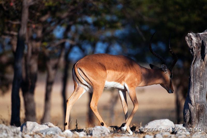 20090610_082630 D300 X1.jpg - Springbok (Gazelle)